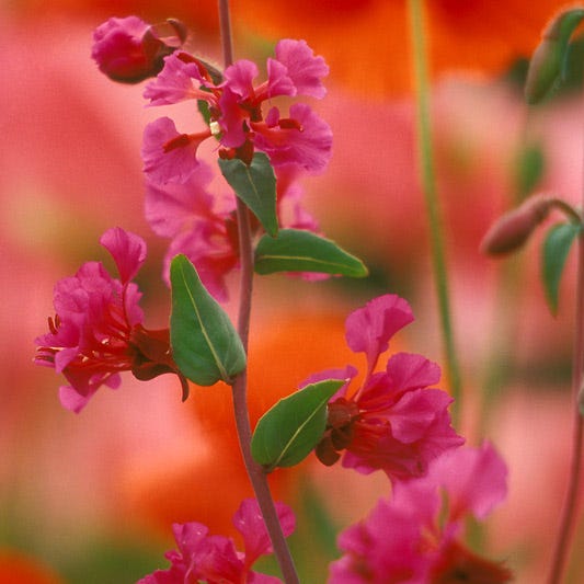 Farewell to Spring Seeds