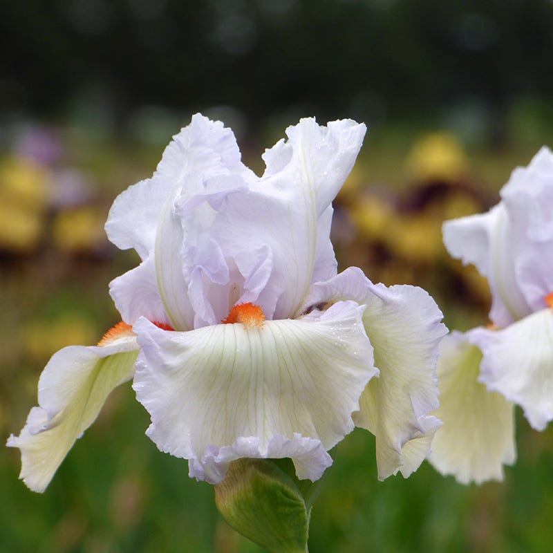 Classic Cool Bearded Iris, Iris germanica | American Meadows
