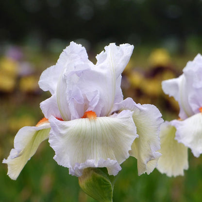 Classic Cool Bearded Iris