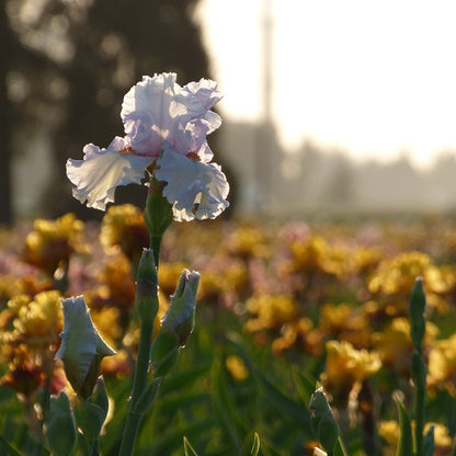 Classic Cool Bearded Iris