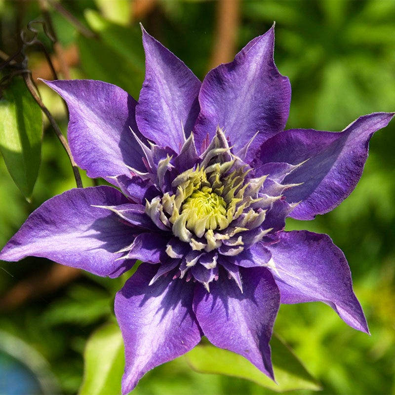 Multi Blue Clematis Vine