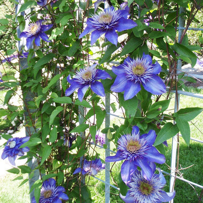 Multi Blue Clematis Vine