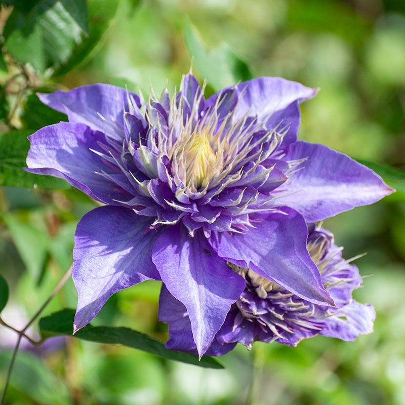 Multi Blue Clematis Vine