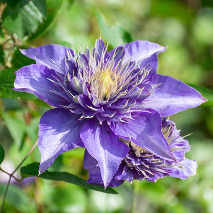 Multi Blue Clematis Vine