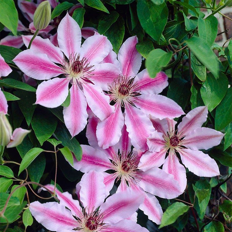 Nelly Moser Clematis Vine