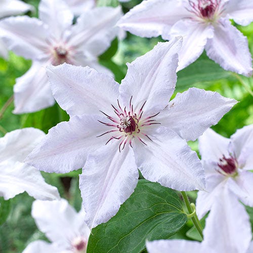 Snow Queen Clematis Vine