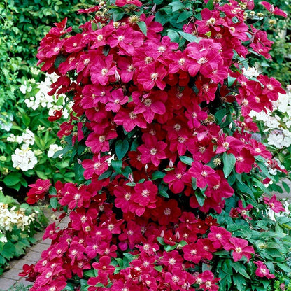 Ernest Markham Clematis Vine