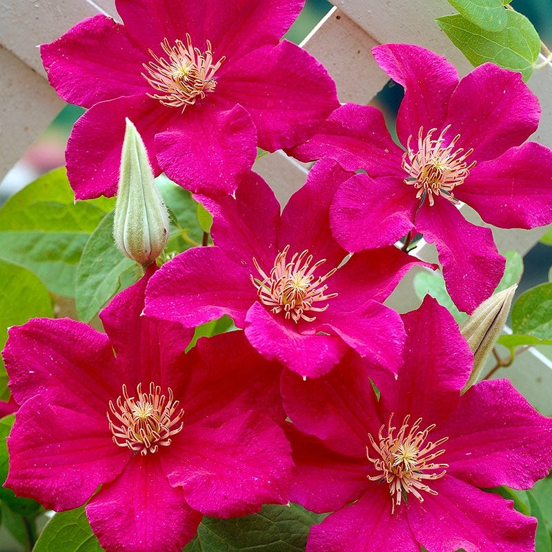 Ernest Markham Clematis Vine