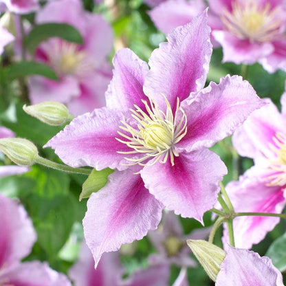 Piilu® Clematis Vine
