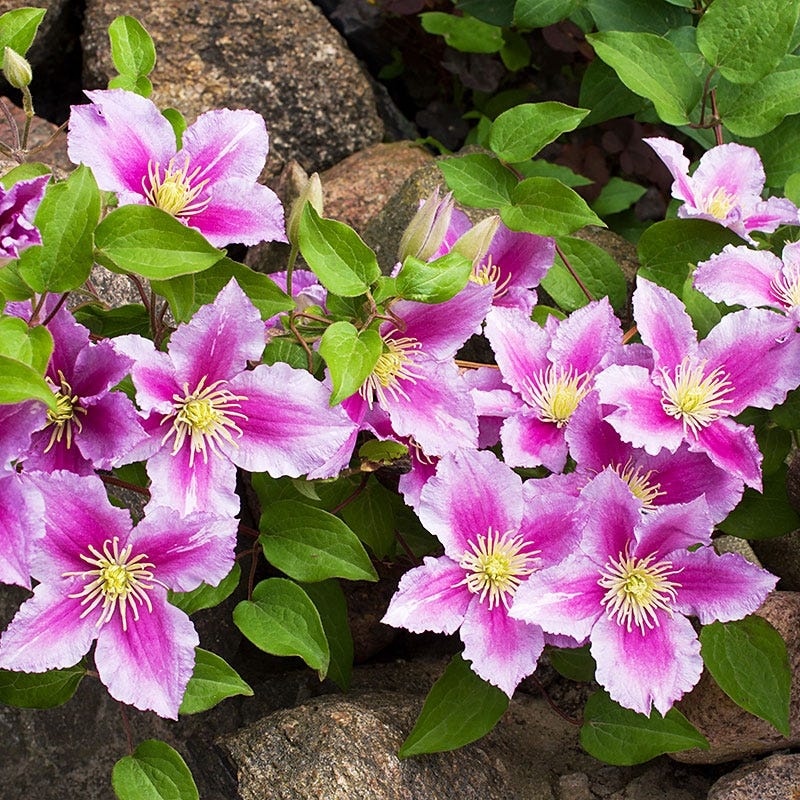 Piilu® Clematis Vine