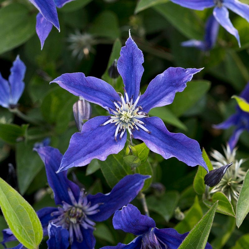 Sapphire Indigo Clematis Vine | American Meadows
