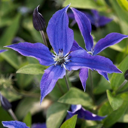 Sapphire Indigo® Clematis Vine