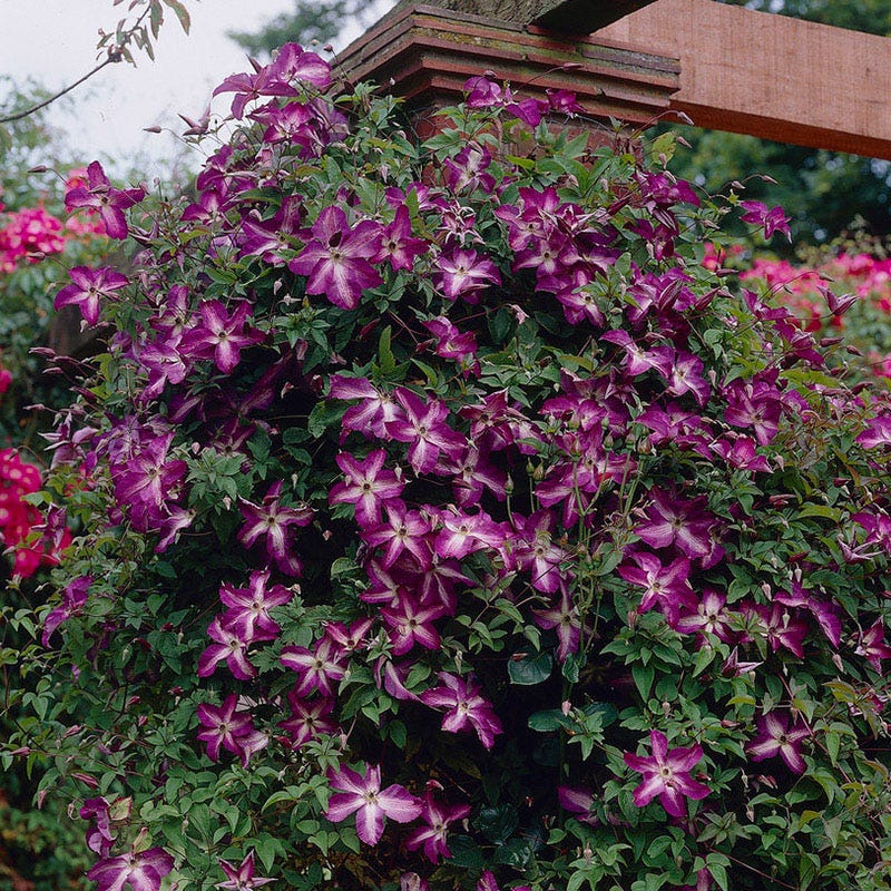 Venosa Violacea Clematis