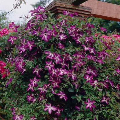 Venosa Violacea Clematis