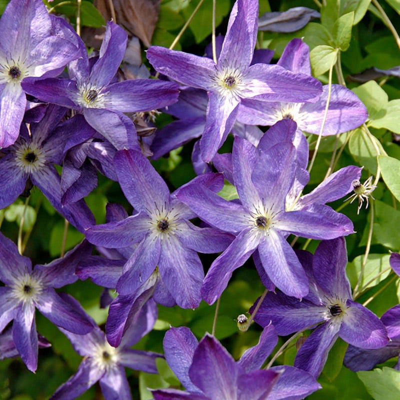 Venosa Violacea Clematis