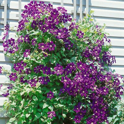 Jackmanii Clematis Vine