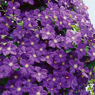 Jackmanii Clematis Vine | American Meadows