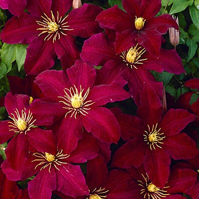 Niobe Clematis Vine