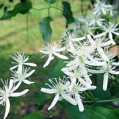 Sweet Autumn Clematis Vine
