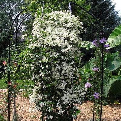 Sweet Autumn Clematis Vine