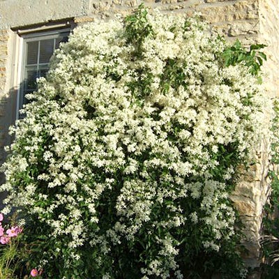 Sweet Autumn Clematis Vine