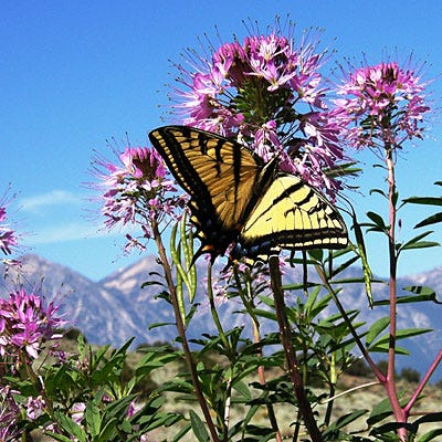 Rocky Mountain Bee Plant Seeds