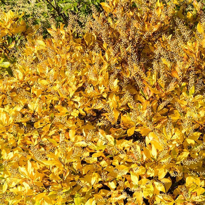 Fall Foliage Native Shrub Collection