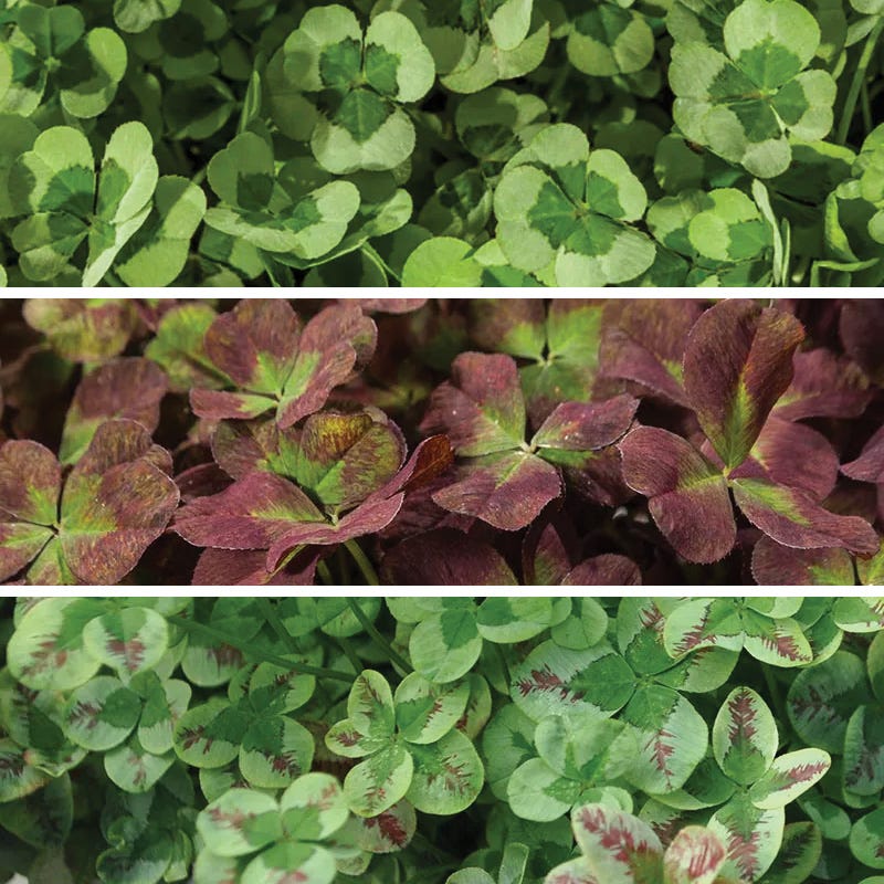 Clover Tapestry Lawn Plant Collection
