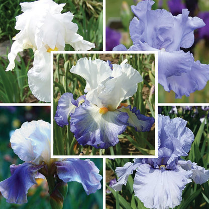 Coastal Blues Bearded Iris Collection
