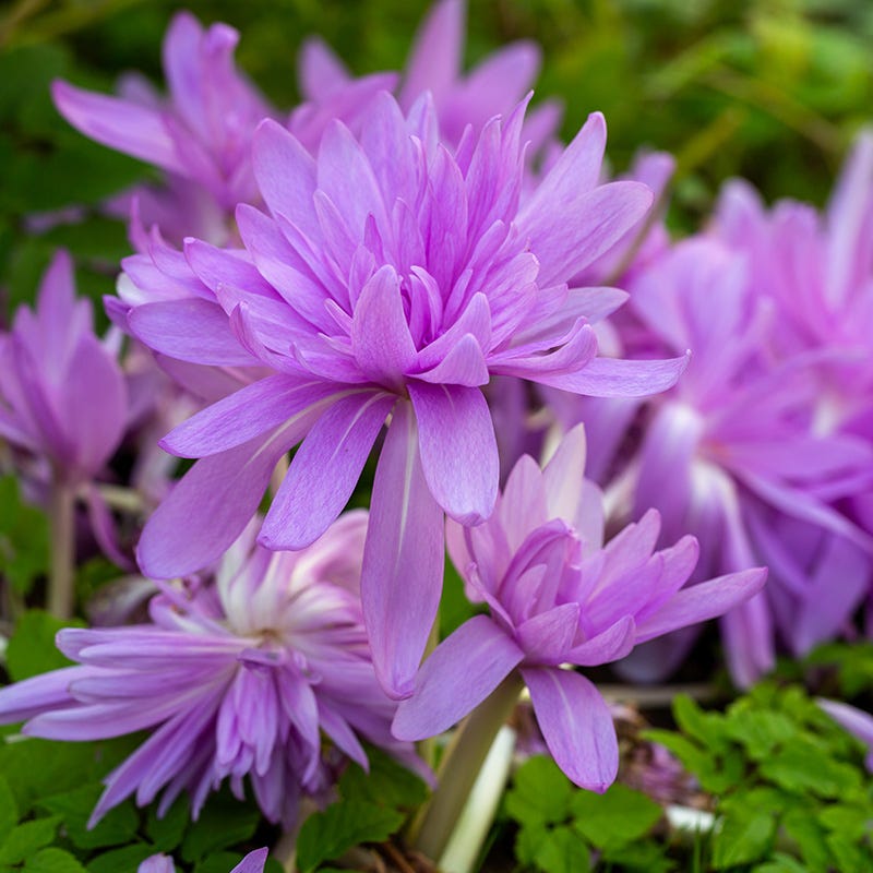 Water Lily Colchicum