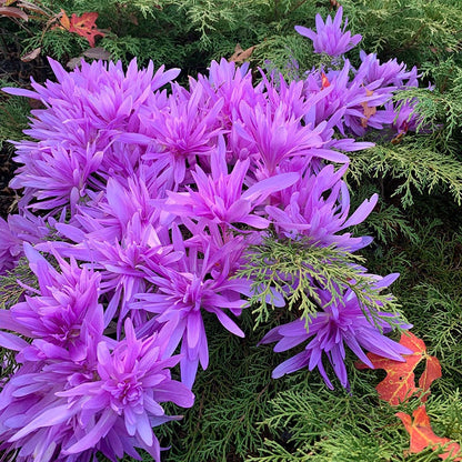 Water Lily Colchicum