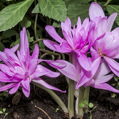 Water Lily Colchicum