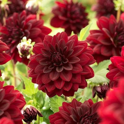 Black Forest Cake Dahlia Collection