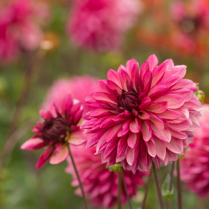 Resonant Dahlia Collection