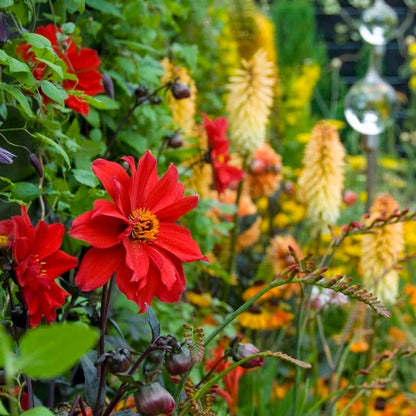 Black Forest Cake Dahlia Collection