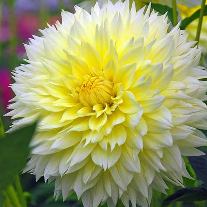 Banana Cream Pie Dahlia Collection