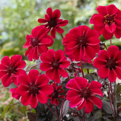 Black Forest Cake Dahlia Collection