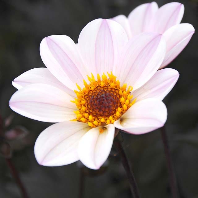 Berry Chiffon Dahlia Collection