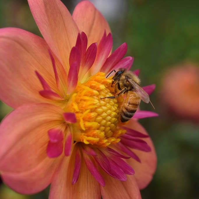 Resonant Dahlia Collection