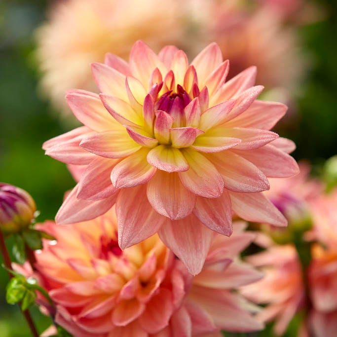 Resonant Dahlia Collection