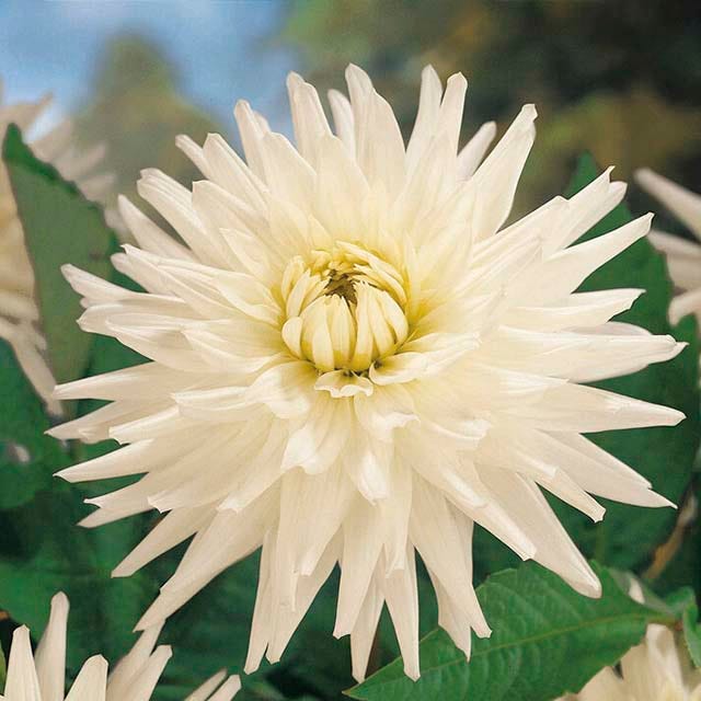 Berry Chiffon Dahlia Collection - Thumbnail 5