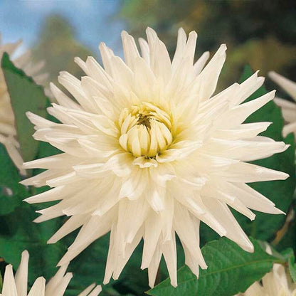 Berry Chiffon Dahlia Collection