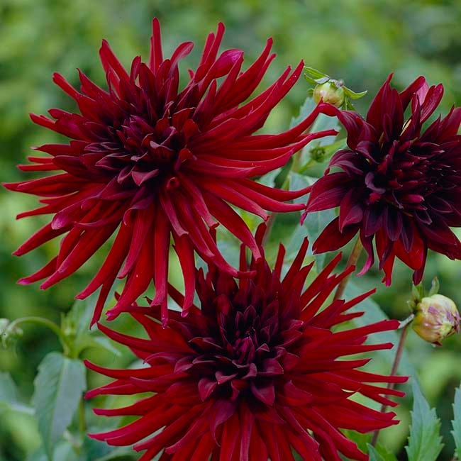 Black Forest Cake Dahlia Collection