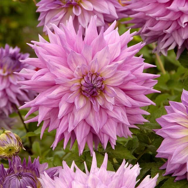 Berry Chiffon Dahlia Collection - Thumbnail 4