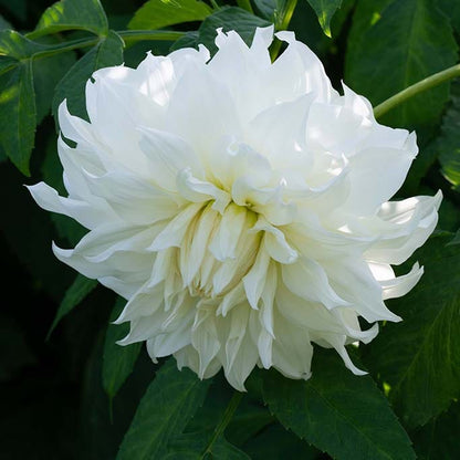 Banana Cream Pie Dahlia Collection