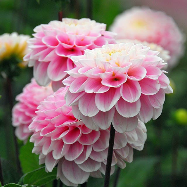 Berry Chiffon Dahlia Collection - Thumbnail 2