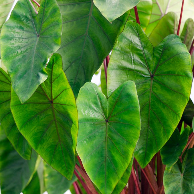 elephant ear plant rolled up leaves Royal Hawaiian Hawaiian Punch Elephant Ear, Colocasia