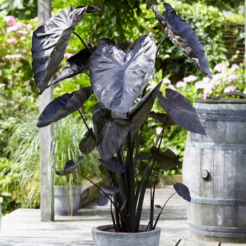 black elephant ear plant care Black Coral Elephant Ear, Colocasia