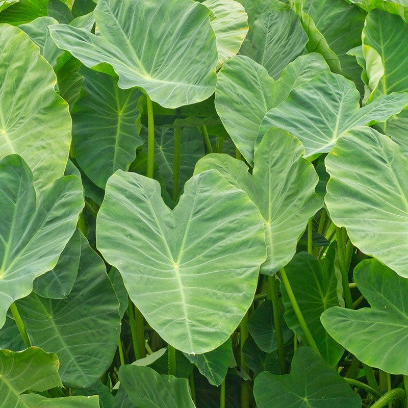 elephant ear plant growing a stock Elephant Ear