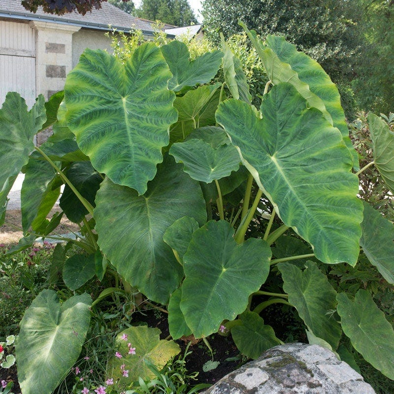 is elephant ear plant poisonous to touch Elephant Ear